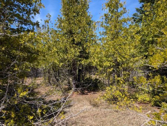 0 Sutter Road, Northern Bruce Peninsula, ON N0H 2T0 - Photo 1