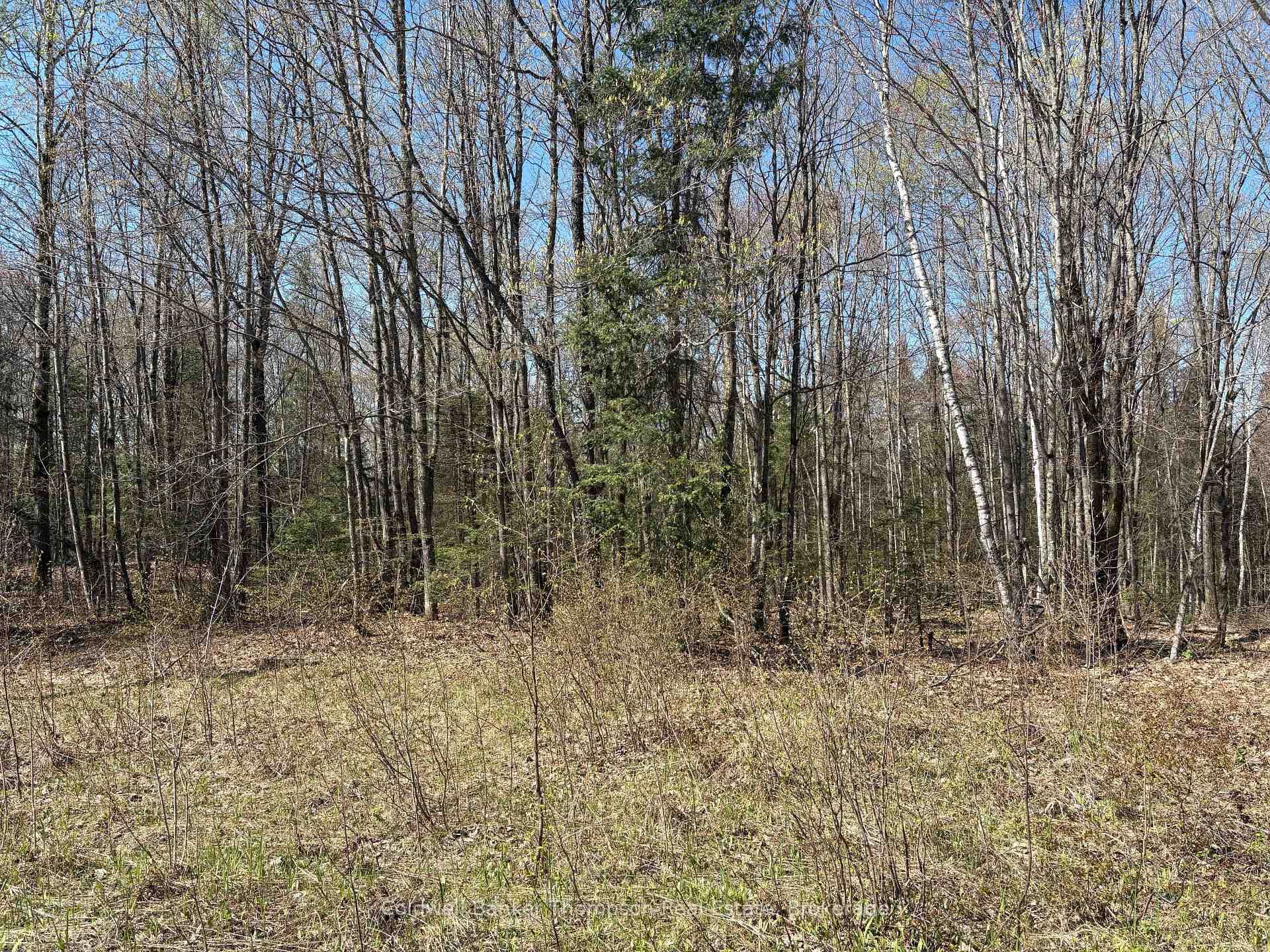 Well forested with mature trees.