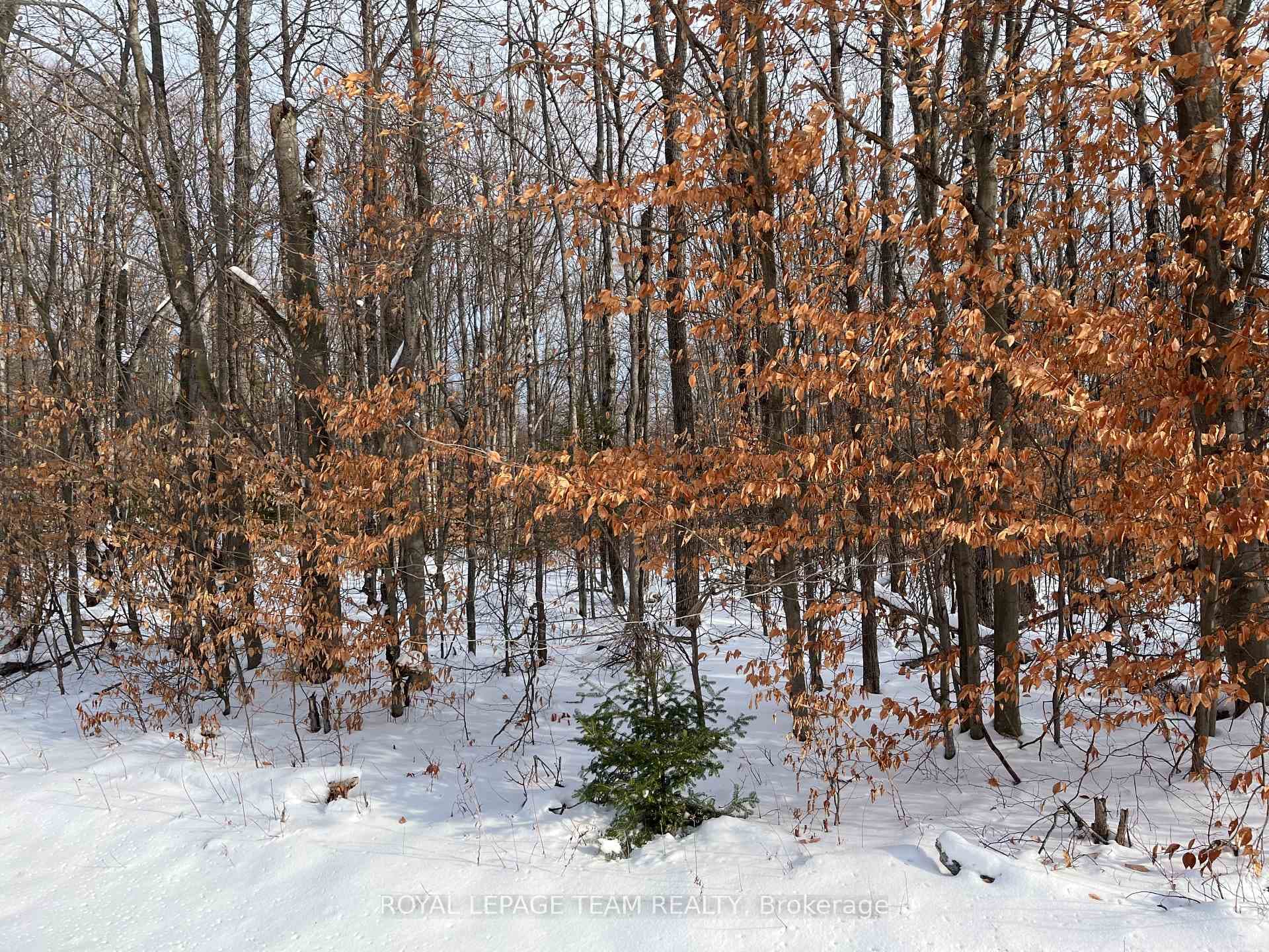 00 Siberia Road, Madawaska Valley, ON K0J 1B0 - Photo 1