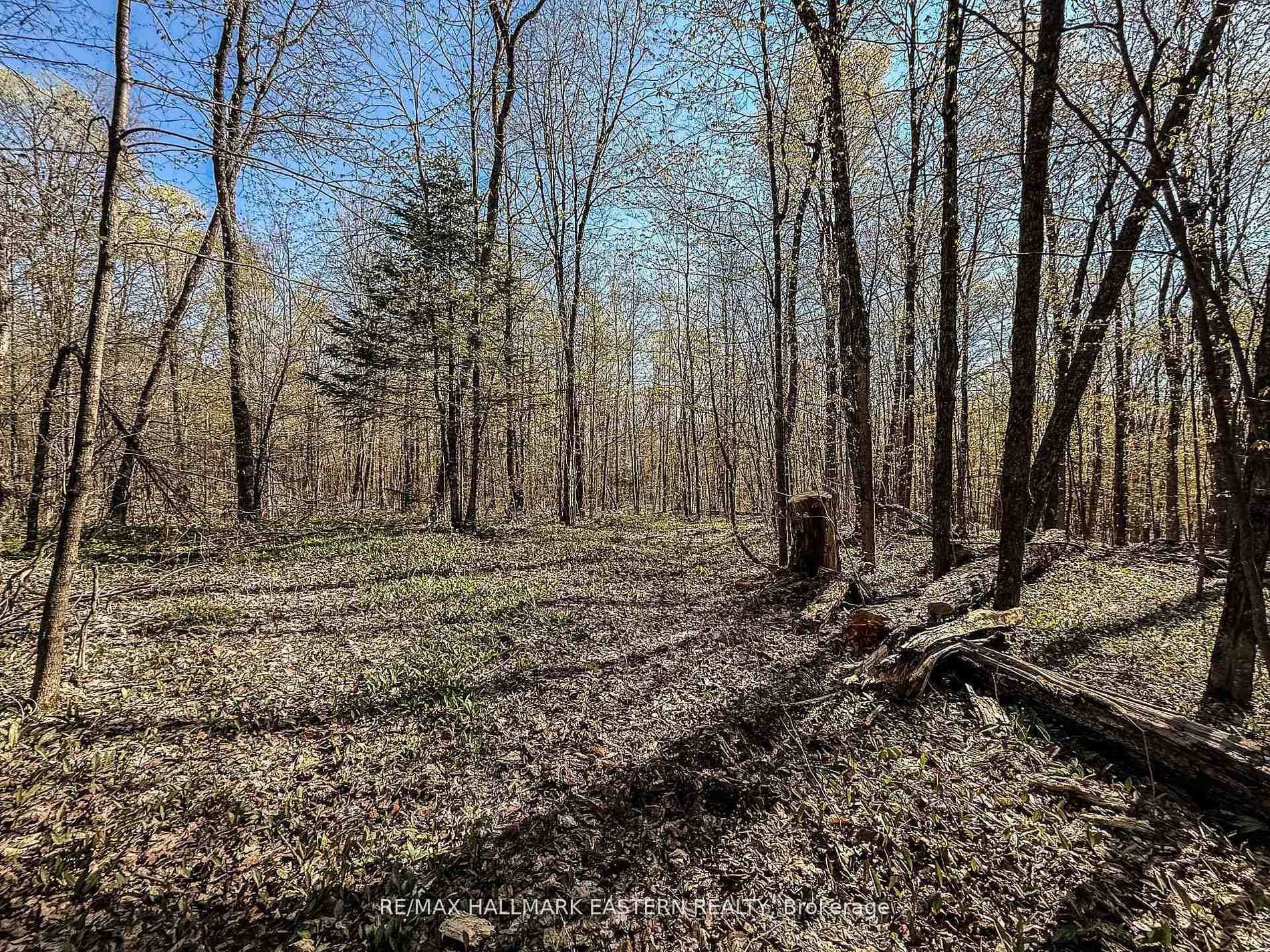 2494 Hadlington Road, Highlands East, ON K0L 3K0 - Photo 1