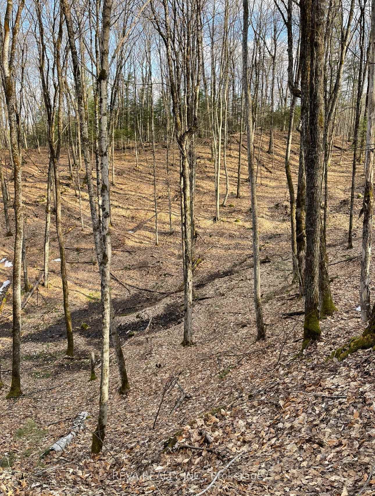 0 Rallison Lane, Faraday, ON K0L 2L0 - Photo 1